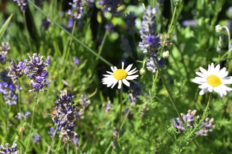 Chamomile and lavender